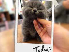 -小尾巴宠物店(万科·金域华庭店)