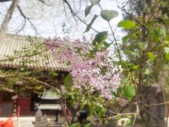 -红螺寺