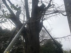 -上海佘山国家森林公园天马山园