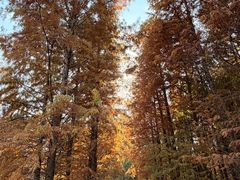 -溱湖国家湿地公园