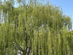 -合肥滨湖国家森林公园