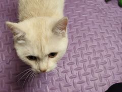 -安安宠医·安烨宠物医院·宠物保险(北仑分院)