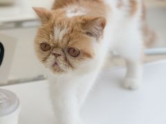 -怪兽屋·羊驼·猫咖·狗咖(俊华广场店)