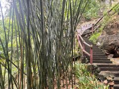 -铁山坪森林公园