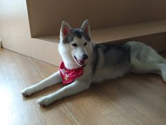-Husky Go! 哈士奇体验馆·宠物咖啡厅狗咖
