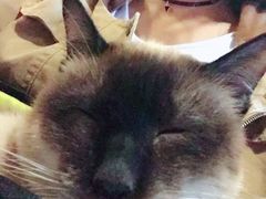 -萌喵宠狗爱心宠咖