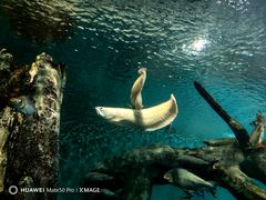 -上海海洋水族馆