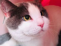 -纳吉亚猫专科动物诊疗中心(蒋宅口分院)