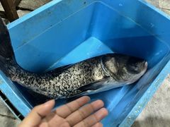 -燕北云山·农家菜·灶台鱼(密云溪翁庄店)