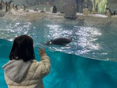 -帝企鹅自助餐厅•儿童岛•真企鹅(长隆企鹅酒店)