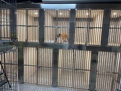 -小呆的宠物店·宠物售卖·宠物寄养(城西店)