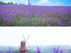 -紫颐香薰山谷景区