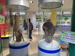 -上海昆虫博物馆