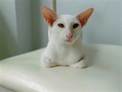 -喵的天空名猫咖啡馆·撸猫·猫舍·用品