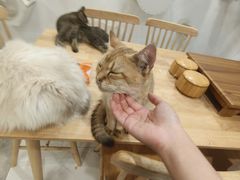 -楼上猫咖(罗湖店)