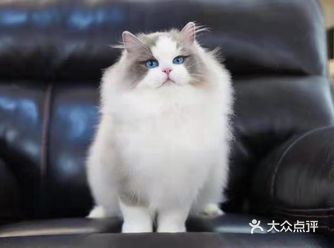 本人特别喜欢猫咪。每次上班的时候都路过这家店。看见店