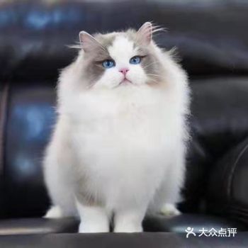 本人特别喜欢猫咪。每次上班的时候都路过这家店。看见店
