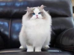 -青奢宠物·青奢猫舍