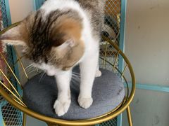 -喵屿·大理花园猫咖