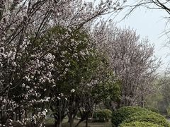 -梁鸿国家湿地公园