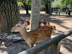 -奈良公园