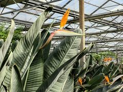 -南宫五洲植物乐园