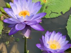 -池杉湖湿地公园