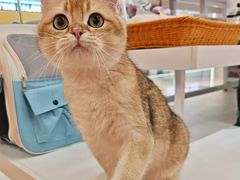 -三花喵·撸猫购宠·宠物生活馆(虹桥南丰城店)