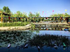 -同銮特种养殖场·龙虾垂钓