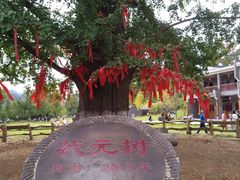 -千年银杏谷文化旅游区