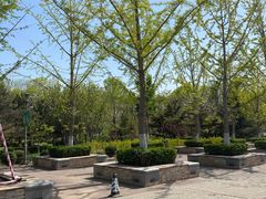 -大兴滨河森林公园