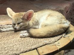 -Zoolung Zoolung动物主题公园(海信广场店)