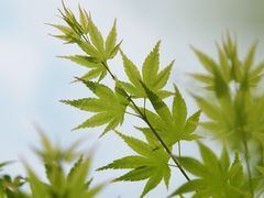 -元古雲境(太古里店)