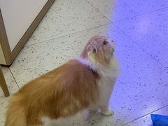 -喵园·猫主题咖啡厅·撸猫·猫咖(国贸店)