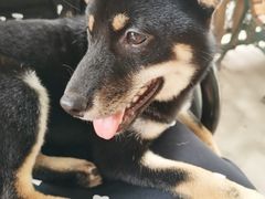 -柴犬高等学院·狗咖·柴犬售卖·宠物训练