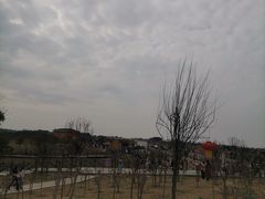 -空港花田景区