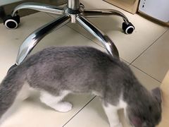 -宠福鑫康馨动物医院·骨科·眼科