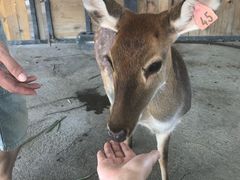-鹿境梅花鹿生态园区