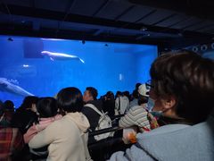 -芜湖新华联大白鲸海洋公园