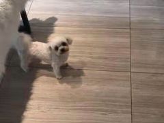 -悠尼宠物·独立低压伊珊娜洗护·美容·寄养(兰谷路店)