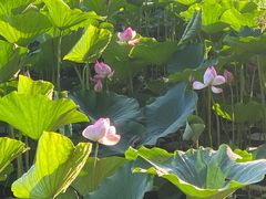 -长春市南湖公园