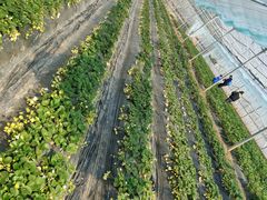 -前小桔亲子创意农场·草莓采摘·露营烧烤