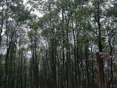 -阳台山森林公园