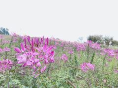 -紫颐香薰山谷景区