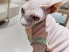 -藏猫猫咖啡主题馆(中央大道店)