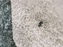 -长沙黑麋峰国家森林公园
