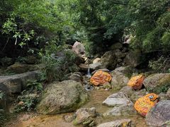 -南海湾森林生态园