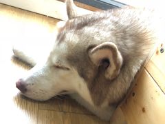 -Husky Go! 哈士奇体验馆·宠物咖啡厅狗咖