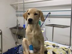 -米苏动物医院·犬猫专科·骨科外科内窥镜