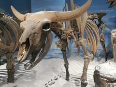 -正佳自然科学博物馆
